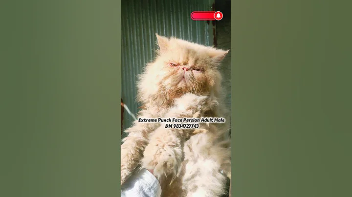 Video 11116831: persiancat pets catlover, persiancat cats catlover