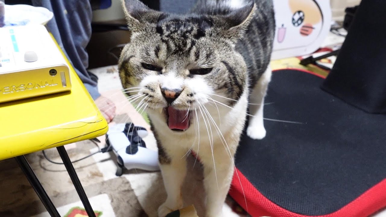 驚くほどよくしゃべる猫さん 一緒に寝ようよ とお父さんに必死に訴えかける様子が可愛い Trill トリル