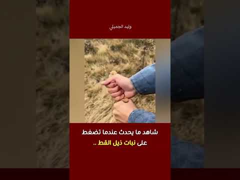 شاهد ماذا يحدث عندما تضغط على نبات نبتة ذيل القط سر الطبيعة لتنقية المياه وحماية البيئة