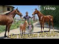 Арзан партия ТАЙЛАР КАМБАРДАН 🐎ДОНЧАК БУДЕН КАРАБАЙЫР