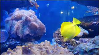 Aquarium & The best Relaxing Music