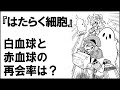 【はたらく細胞】白血球と赤血球が再会する確率は◯％？