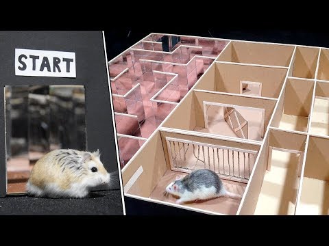 funny-pet-hamster-and-rat-in-3-level-maze