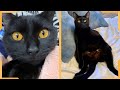 Bombay Cat  Funny Cats Video | Compilation Video 2020 の動画、YouTube動画。