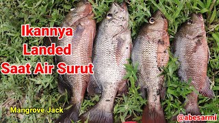 Rakus! Mancing Casting Ikan Kakap Muara Saat Air Surut #AFS-126