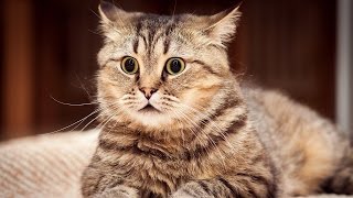 Cамые лучшие приколы с котами! 2017, Я УПИСАЛСЯ ОТ СМЕХА! (エロアニメ女子高生) Cамые лучшие приколы с котами! 2017, Я УПИСАЛСЯ ОТ СМЕХА! (エロアニメ女子高生)