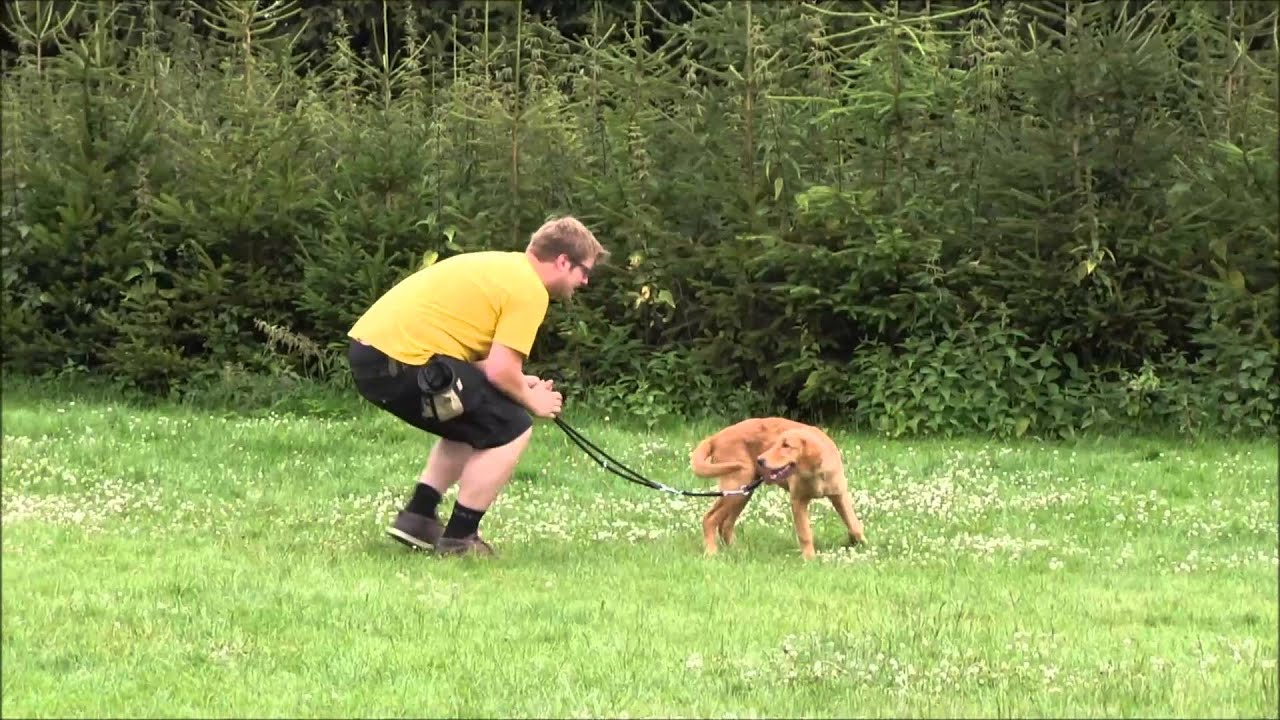 Hundeschule Loewenzahn " Basics Teil 2 Leinentraining" (Junghundetraining, Welpenschule)