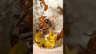 My CANDY Ant DIED!!