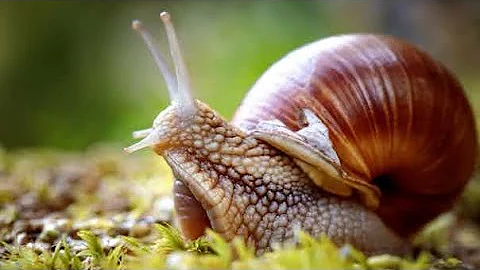 largest snail in the world lifecycle CAMBODIA