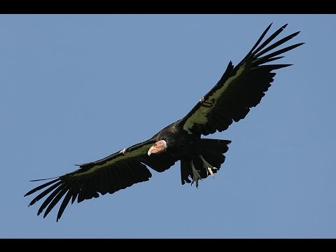 Video: Condor din California: descrierea habitatului și a speciilor