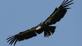 California condors