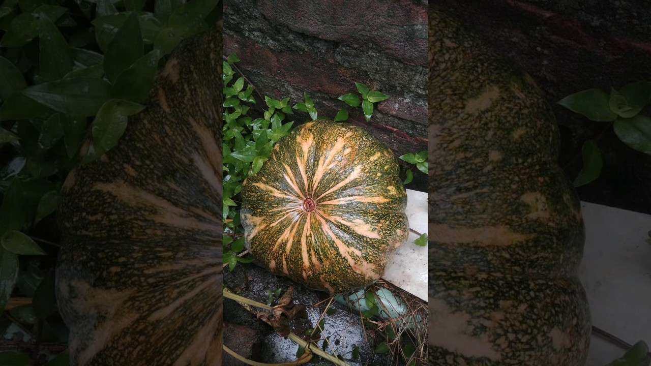 pumpkin of our rooftop garden|  