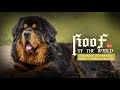 Roof of the world Ep2: Guardian of nomadic tribes - Tibetan Mastiff