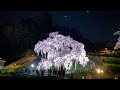 日本三大桜 【三春滝桜】 ライトアップの映像もあります