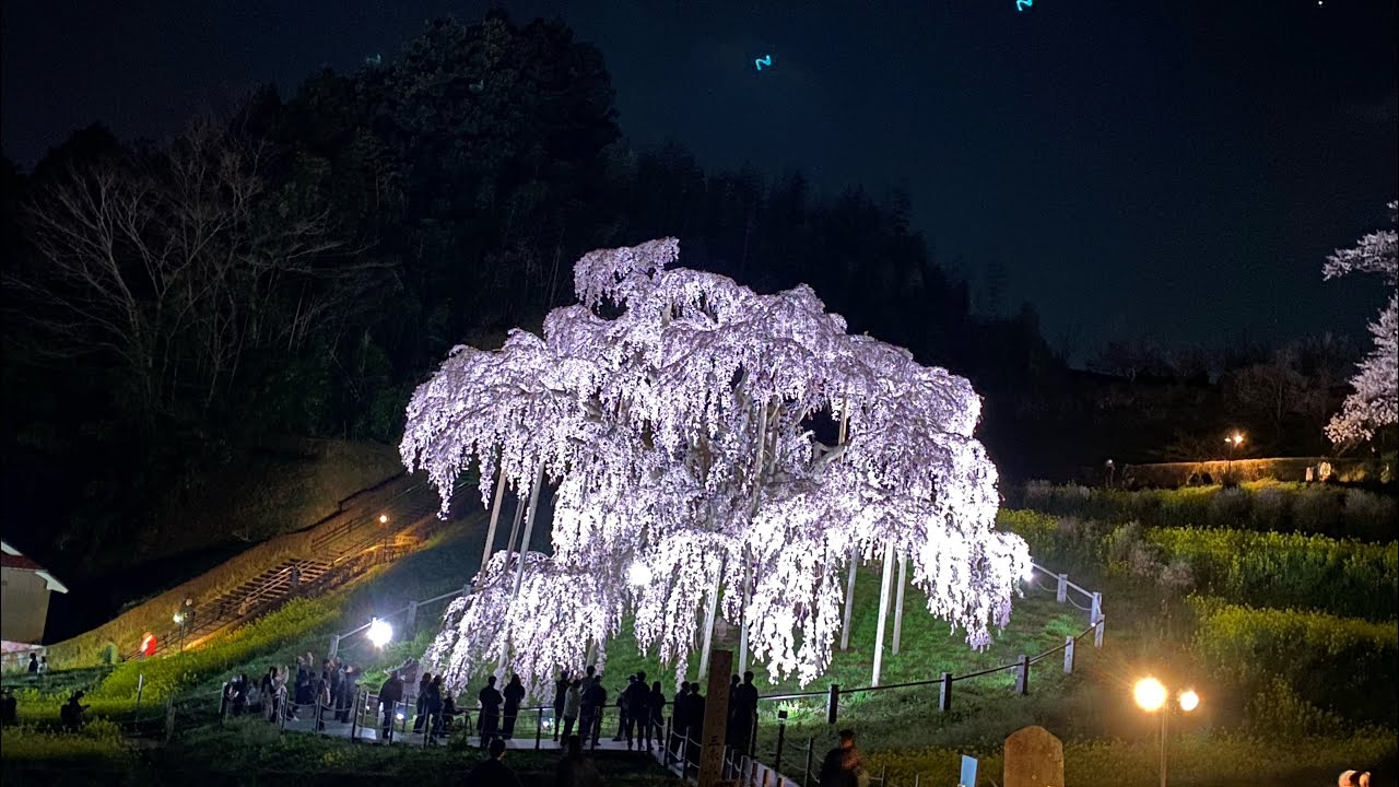 日本三大桜 【三春滝桜】 ライトアップの映像もあります