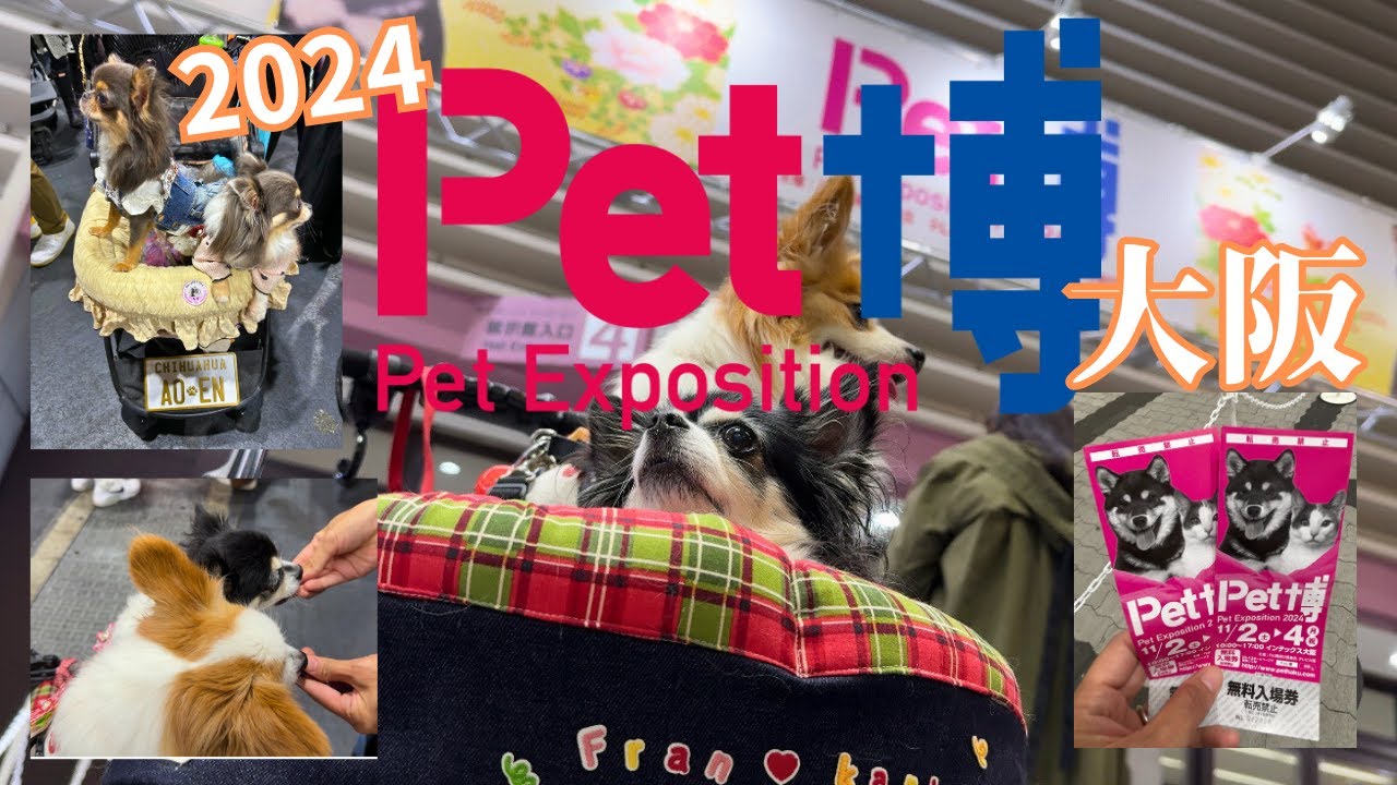 【ペット博大阪2024】愛犬と今年も行ってきました[元保護犬チワワとパピヨンのかほご犬s]犬のいる暮らし/愛犬と楽しく過ごすために