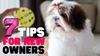 10 Important Tips for New Shih Tzu Owners