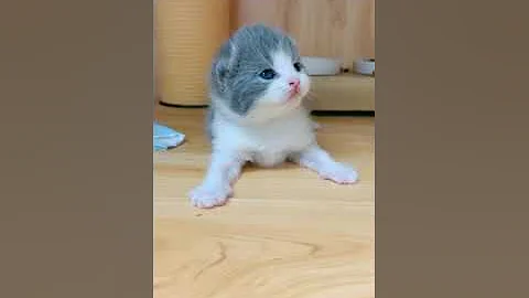 Video 11804001: cats compilation cute funny, kitten collection