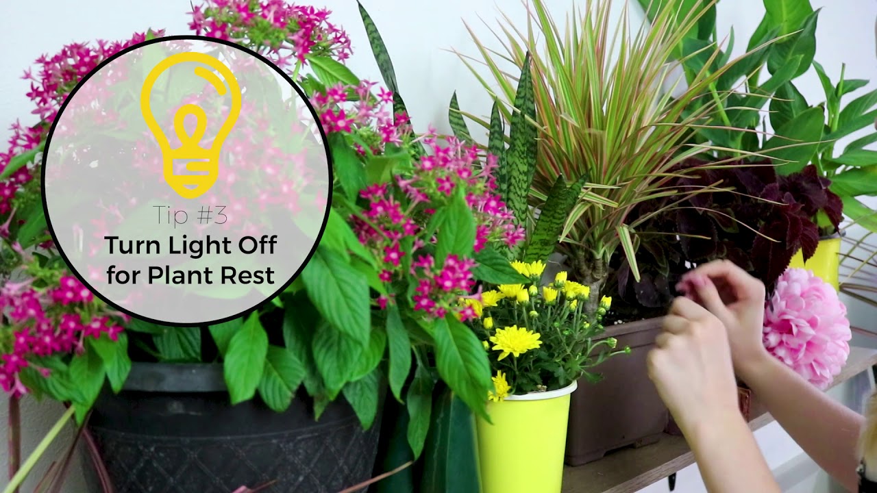 LED Grow Light Tips Haus Bright 100W LED Grow Light Bulb YouTube