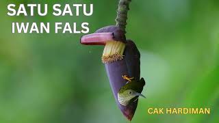 Satu Satuiwan Fals