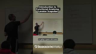 Introduction to Functional Anatomy: Levator Scapulae