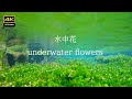 4K  湧水の水面下で咲く可愛い花  / 水中花　梅花藻    醒ヶ井宿