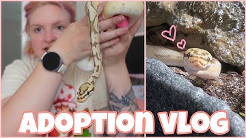 adopting my dream ball python🐍🤎 | vlog |
