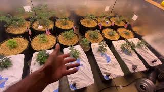 Week 6 from planting seeds. 2x2 week 5 of flower! My biggest grow yet!!! This one for you 🇺🇸🫡🤘😤