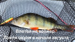 картинка: Джерки VS окуневая тактика в начале августа