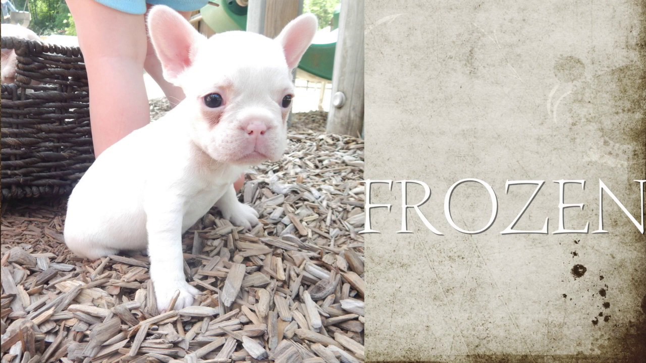 lilac platinum french bulldog