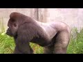 東山ゴリラ シャバーニの誇示行動② action Shabani