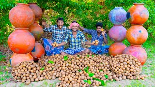 Farm fresh sapodilla (sapota) fruits harvesting, ripening and eating in our village