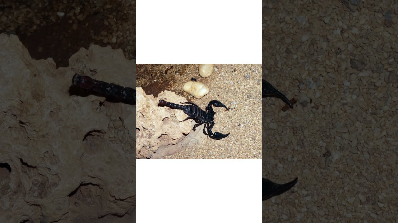 Scorpions: Ancient Predators of Earth
