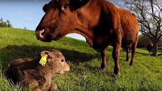 Mother cow's heartbreaking emotional anguish after losing her newborn calf