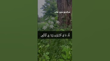 القرآن دواء      #اكسبلور #القرآن_الكريم #تلاوة_خاشعة #المصحف