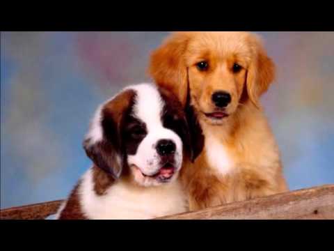 ray conniff deep purple remastered k pop lyrics song the ray conniff singers christmas album