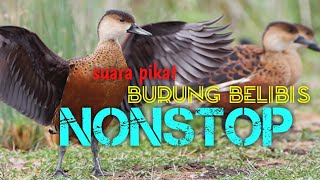 suara pikat belibis nonstop