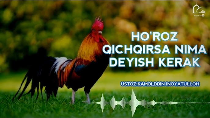 Yelabugadagi seks taksi Behi ustidagi sexy gozal qizlar