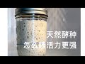 天然酵种，怎样喂才能活力十足？How to active your sourdough starter and build a levain