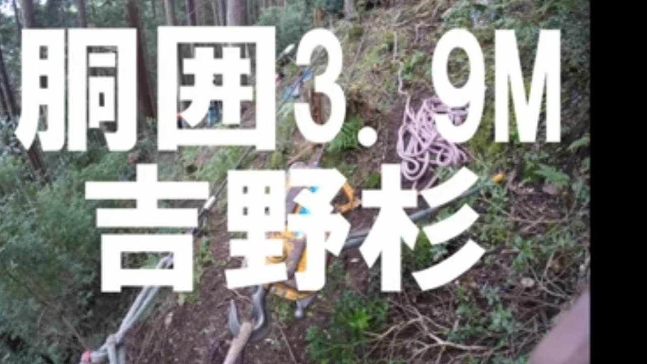 ㉓1丈3尺の杉を伐採‼️　/中村林業（黒滝村，JAPAN)