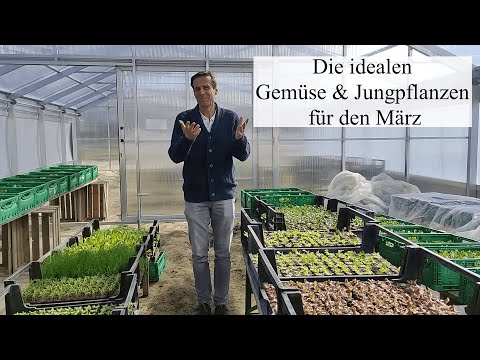 Video: Rampengemüsepflanzen - Was sind Rampengemüse und Tipps zum Anbau von Rampen