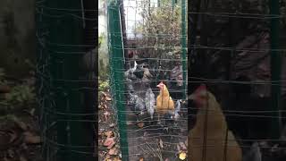 Chickens race to the camera animal cute funny chicken