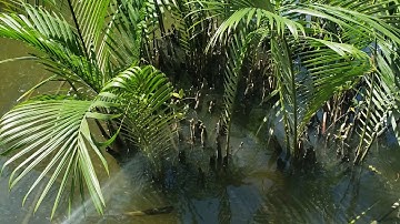 Mangrove palm, or London 50 millions years ago