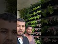 New VerticalGarden#ekmotahathighumechala #vegetables#fyp  #trendingshorts  #youtubeshorts
