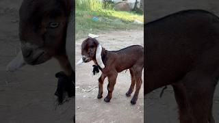 goat baby |beautiful goat baby #goat #goatbabies