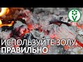 5 УНИКАЛЬНЫХ СПОСОБОВ ПРИМЕНЕНИЯ ПЕЧНОЙ ЗОЛЫ