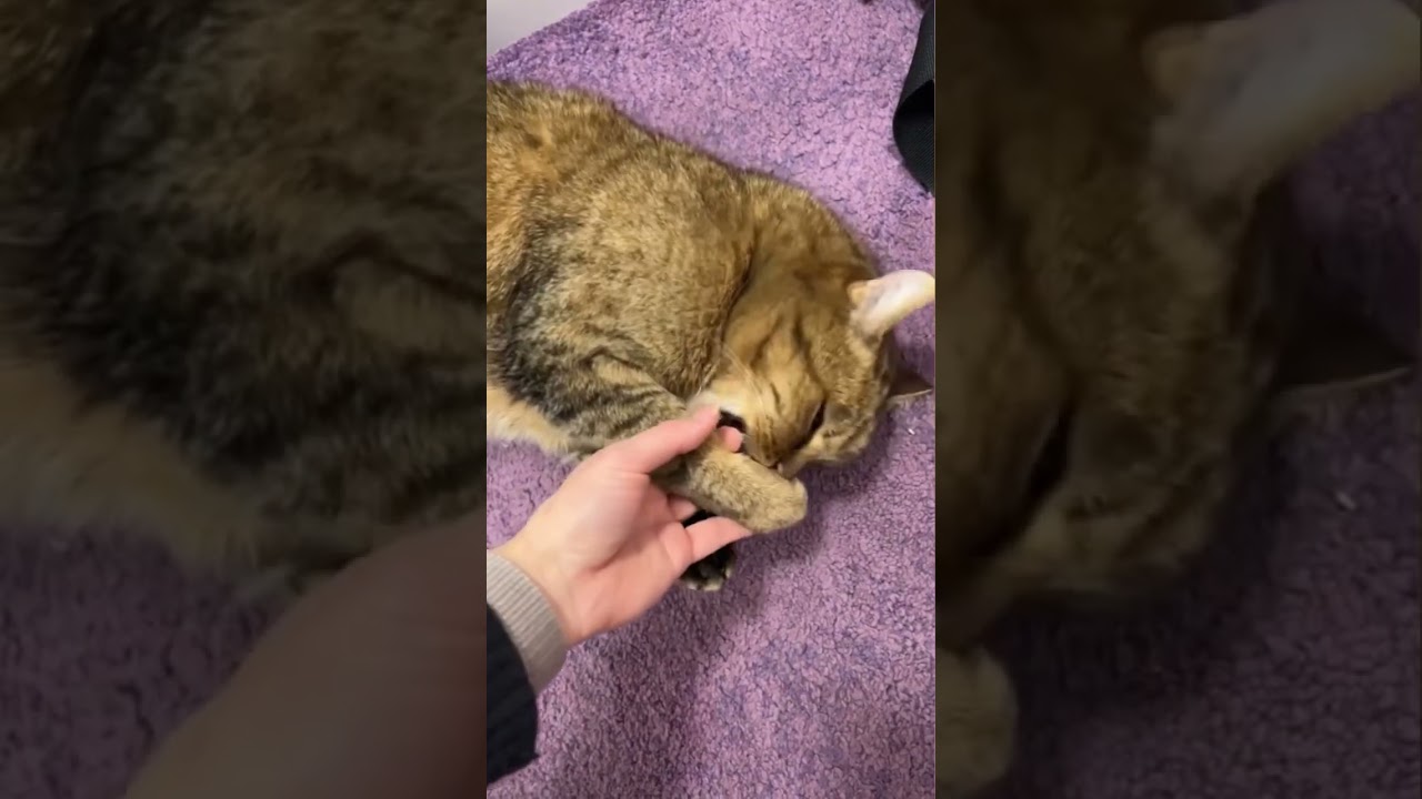 Cat Playing and Biting My Hand