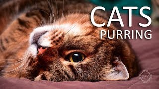 CAT PURRING Sounds to Relax your Cats (and yourself) HQ by Dayhan RV 89,191 views 5 years ago 12 minutes, 51 seconds