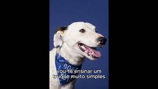 CÃES SURDOS TAMBÉM MERECEM AMOR!  #pets #petsfofos  #cachorro #cachorrosdivertido #AMOR #dog #dogs