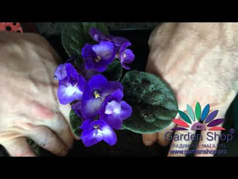 Video: Saintpaulia - Usambara Violett, Skapande Av Förutsättningar För Odling Av Violer, Belysning, Hyllor